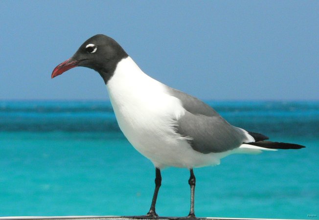 23- Mouette - laughing gull 